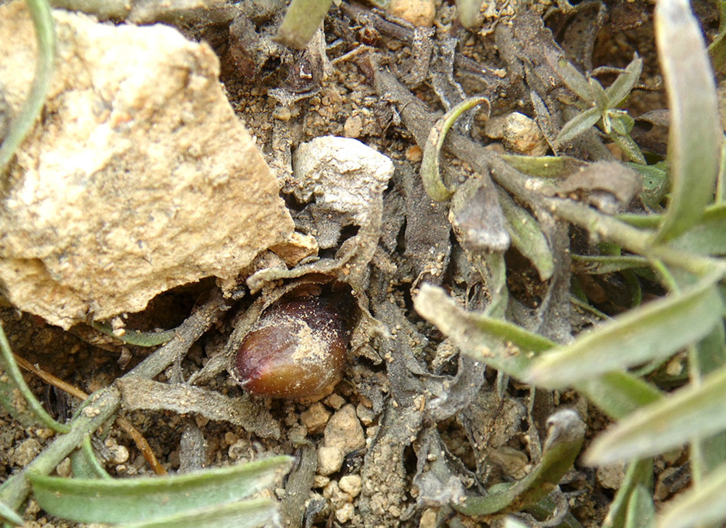 Image of Cymbochasma borysthenica specimen.