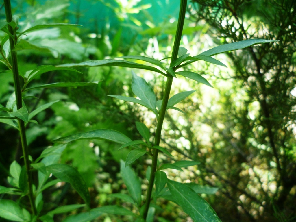 Image of Lysimachia dubia specimen.