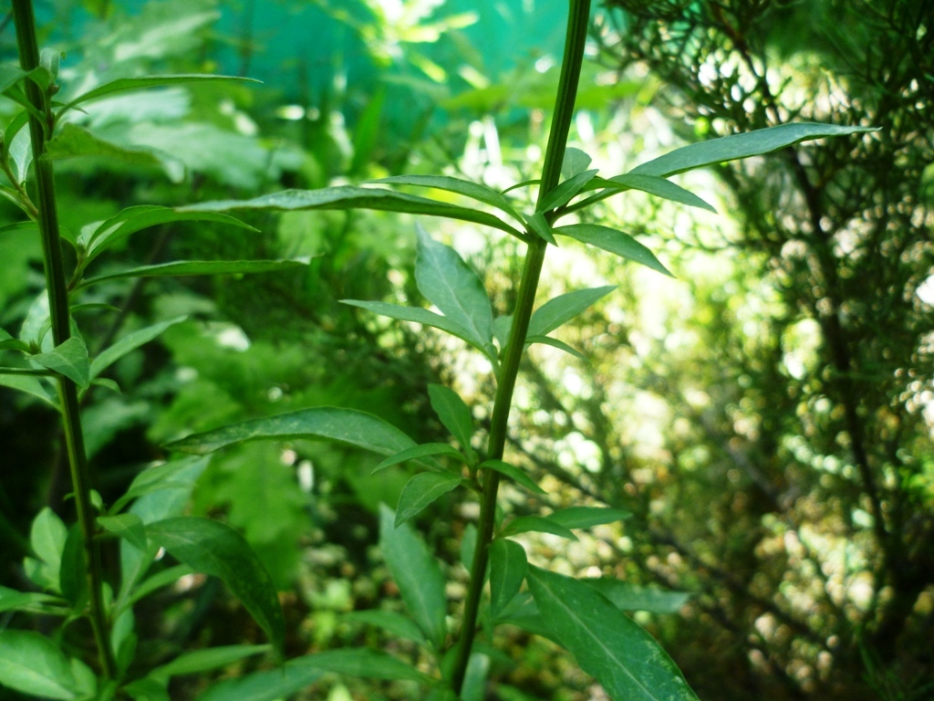 Изображение особи Lysimachia dubia.