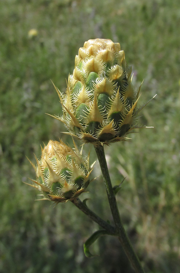 Изображение особи Centaurea × panciciana.