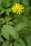 Crepis paludosa. Соцветие. Ярославль, Петропавловский парк, обочина аллеи. 8 июня 2014 г.