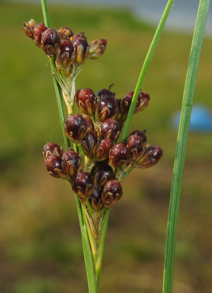 Изображение особи Juncus compressus.