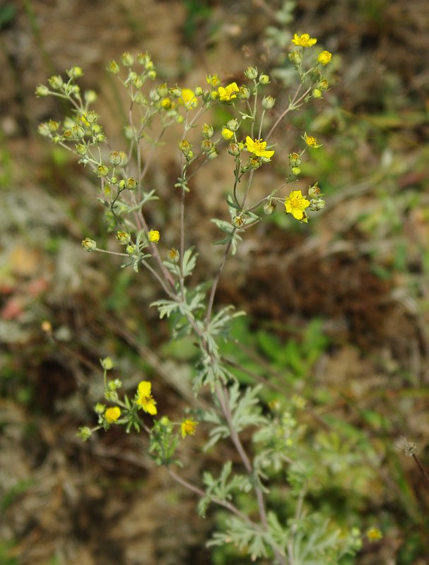 Изображение особи Potentilla argentea.