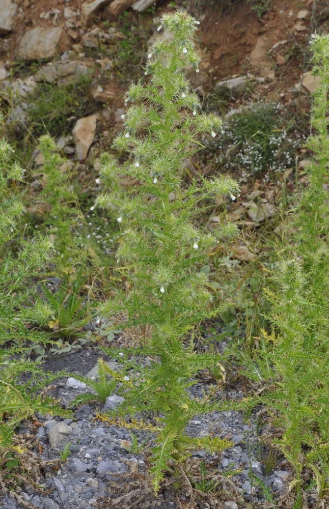 Image of Cirsium candelabrum specimen.