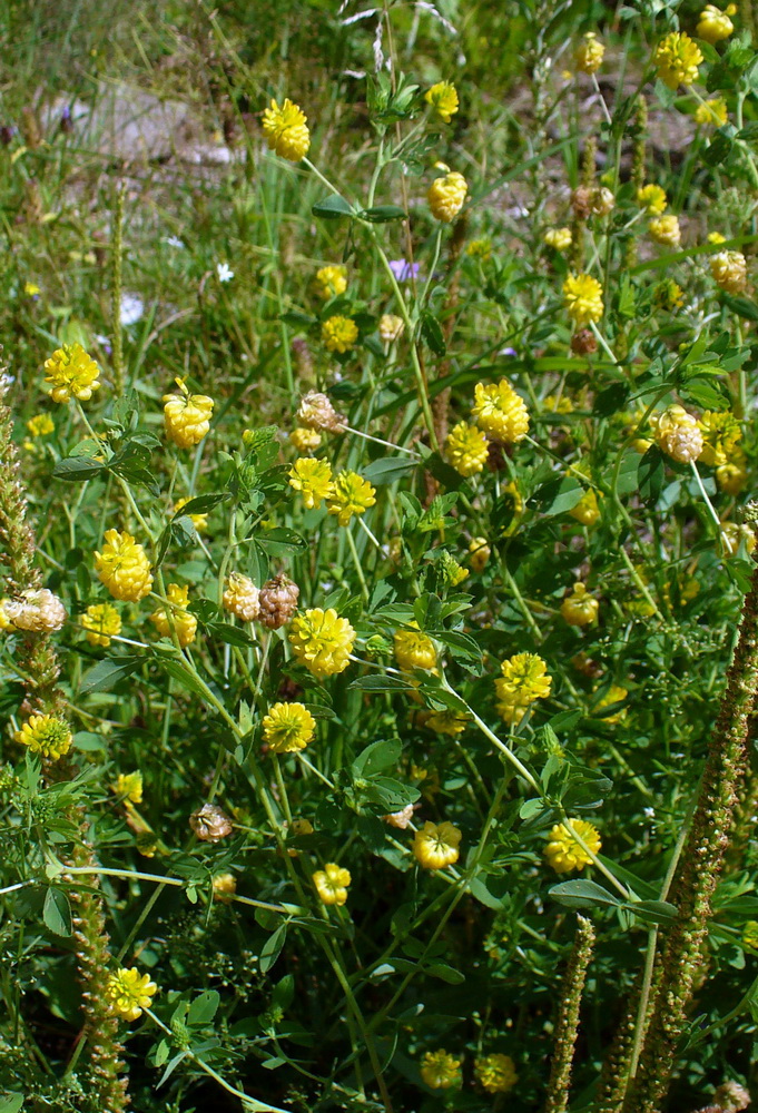 Image of Trifolium aureum specimen.