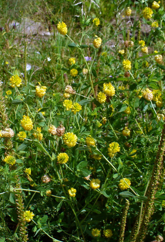 Изображение особи Trifolium aureum.