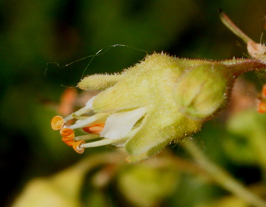 Image of Heuchera americana var. hirsuticaulis specimen.