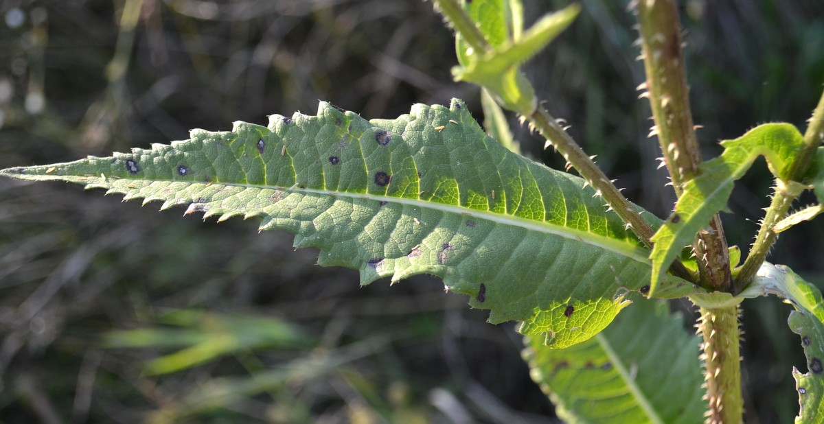 Image of Dipsacus laciniatus specimen.