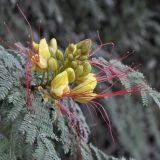 Caesalpinia gilliesii