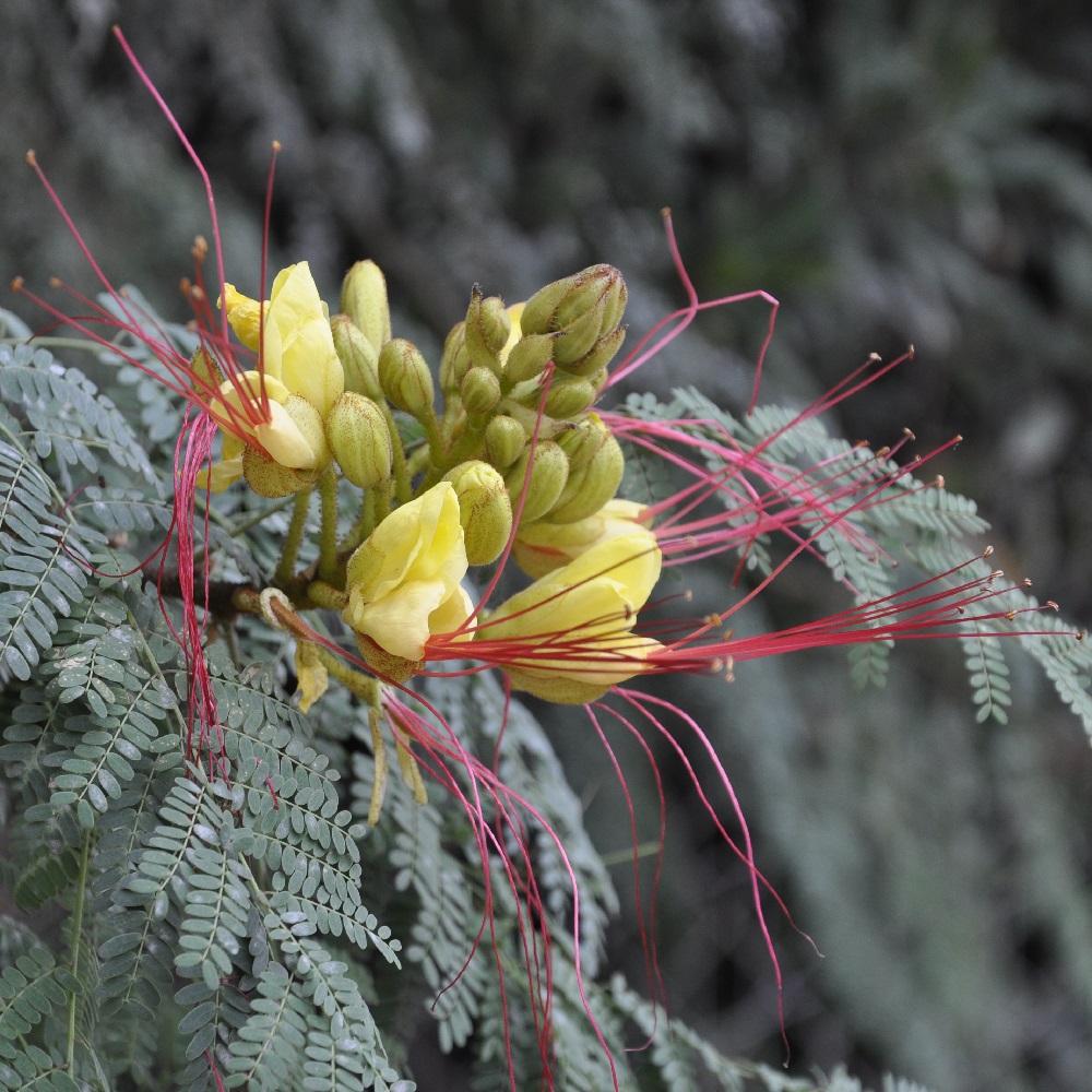 Image of Caesalpinia gilliesii specimen.