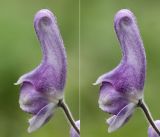 Aconitum septentrionale