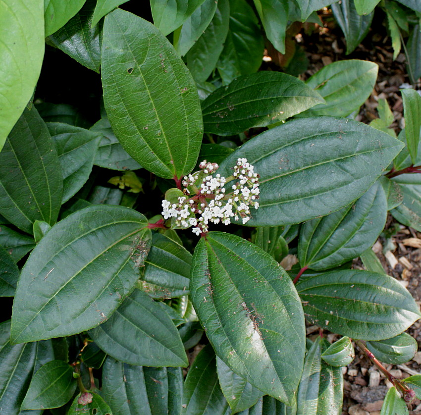 Изображение особи Viburnum davidii.