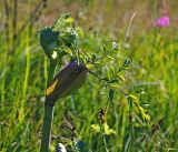 Angelica sylvestris