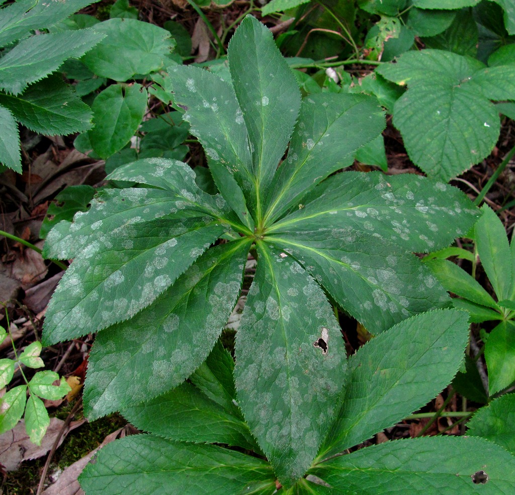 Изображение особи Helleborus caucasicus.