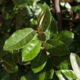 Elaeagnus macrophylla. Верхушка побега. Черногория, пос. Милочер (Miločer), парк быв. королевской резиденции, в культуре. 07.10.2014.