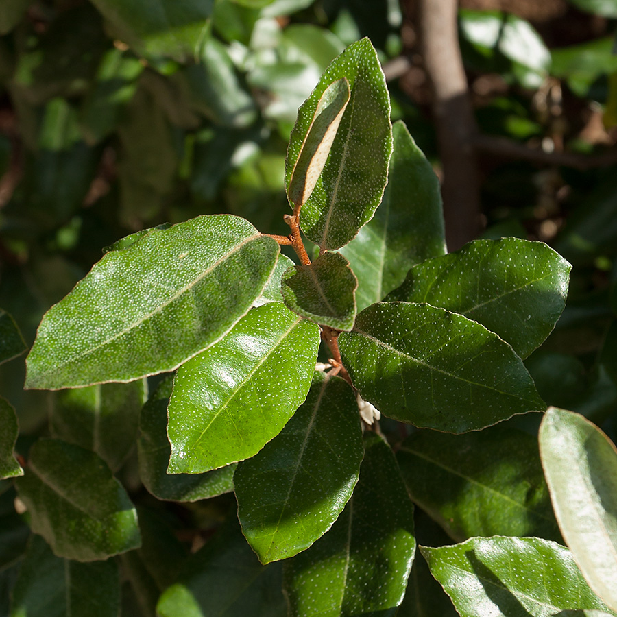 Image of Elaeagnus macrophylla specimen.