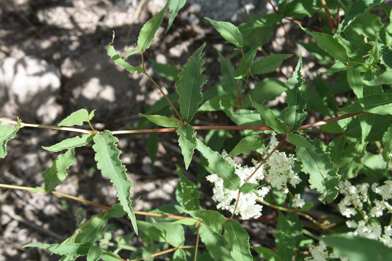 Изображение особи Aconogonon coriarium.