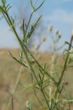 Centaurea arenaria