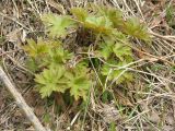 Geranium erianthum