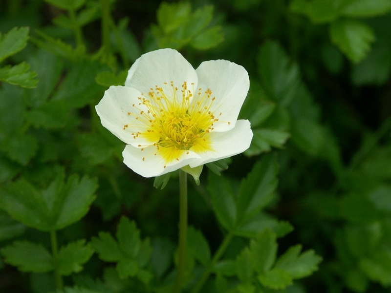 Image of Sieversia pentapetala specimen.