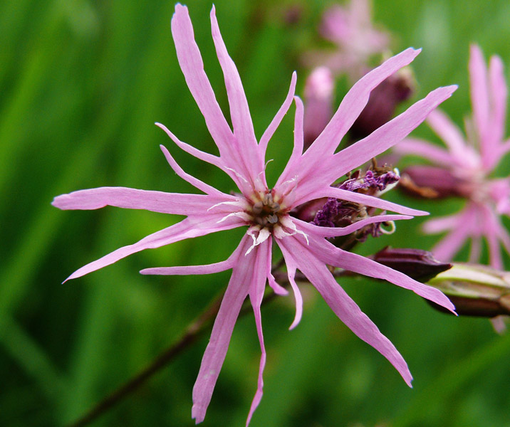 Изображение особи Coccyganthe flos-cuculi.