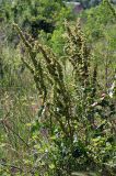 Rumex subspecies orientalis