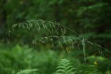 Milium effusum. Верхушки побегов с соплодиями. Санкт-Петербург, Старый Петергоф, парк \"Сергиевка\", у обочины дороги. 11.07.2009.