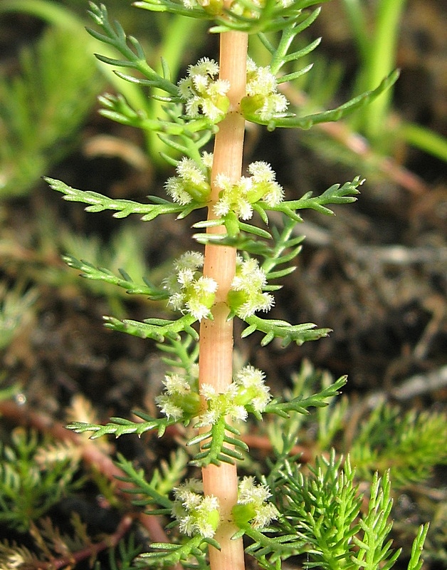 Изображение особи Myriophyllum verticillatum.