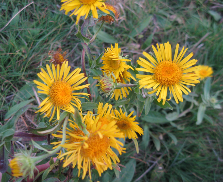 Image of Inula britannica specimen.