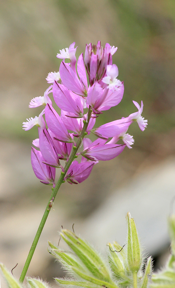 Изображение особи Polygala major.