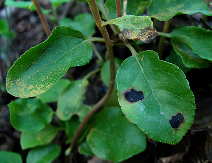 Изображение особи Orthilia secunda.