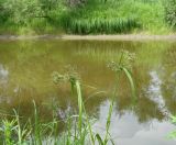 Scirpus radicans