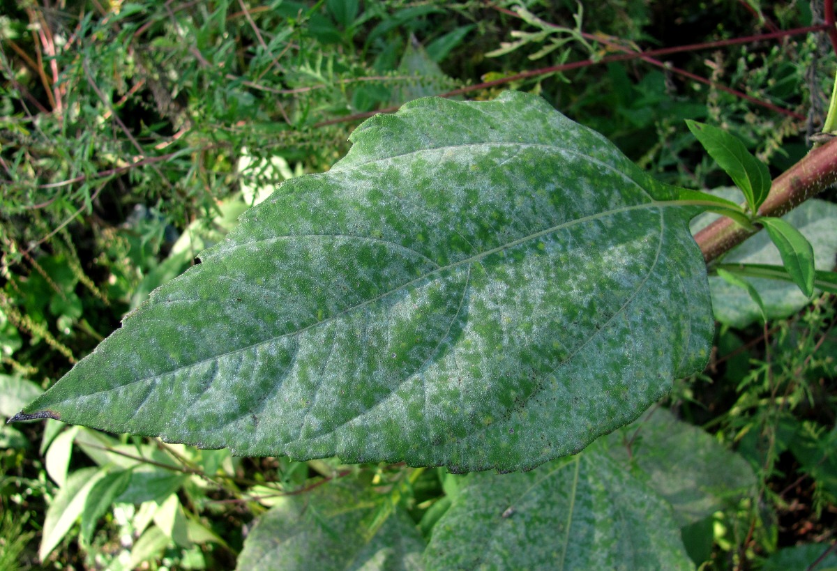 Изображение особи Helianthus tuberosus.