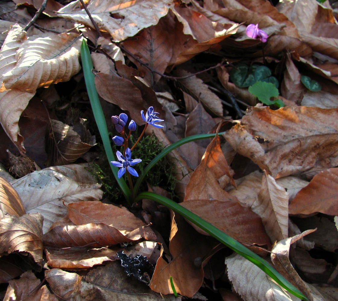 Изображение особи Scilla bifolia.