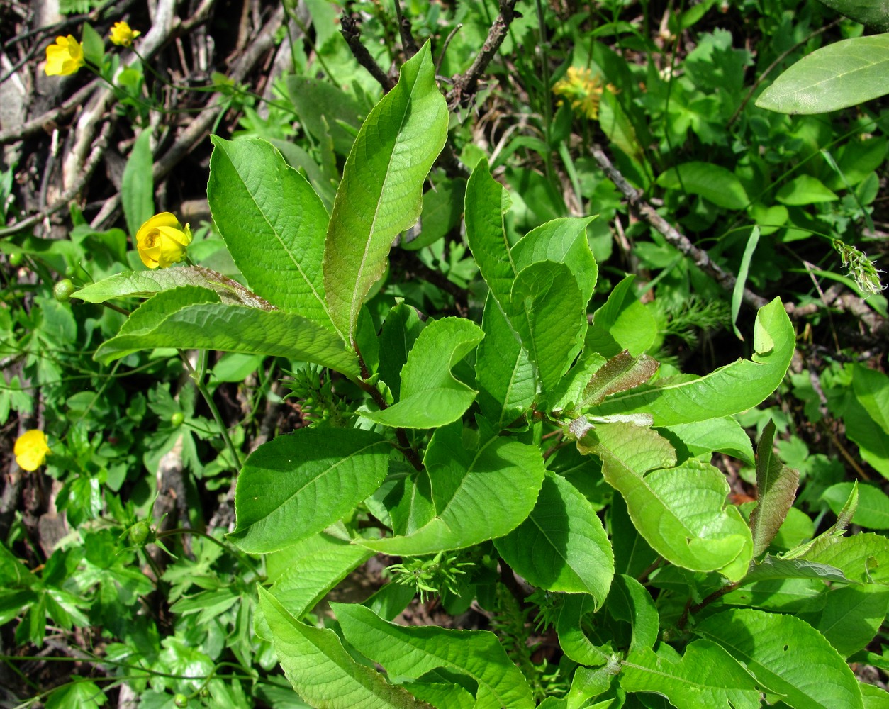 Image of Salix caucasica specimen.