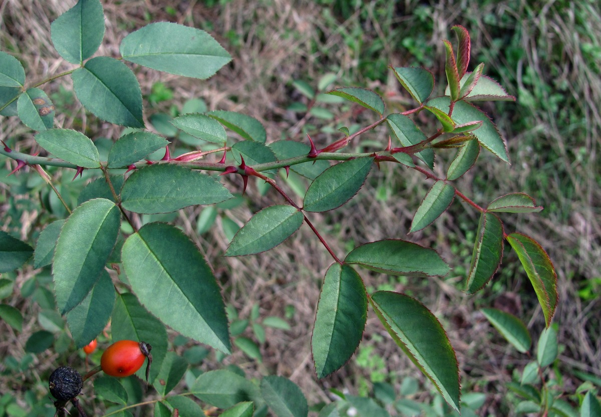 Image of Rosa canina specimen.