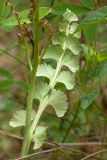 Botrychium lunaria. Стерильная часть вайи. Псковская обл., ок. 1 км к ю.-з. от дер. Лудони у шоссе М20, олуговелая опушка сухого сосняка. 14.07.2015.