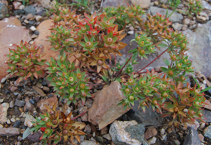 Image of Androsace maxima specimen.