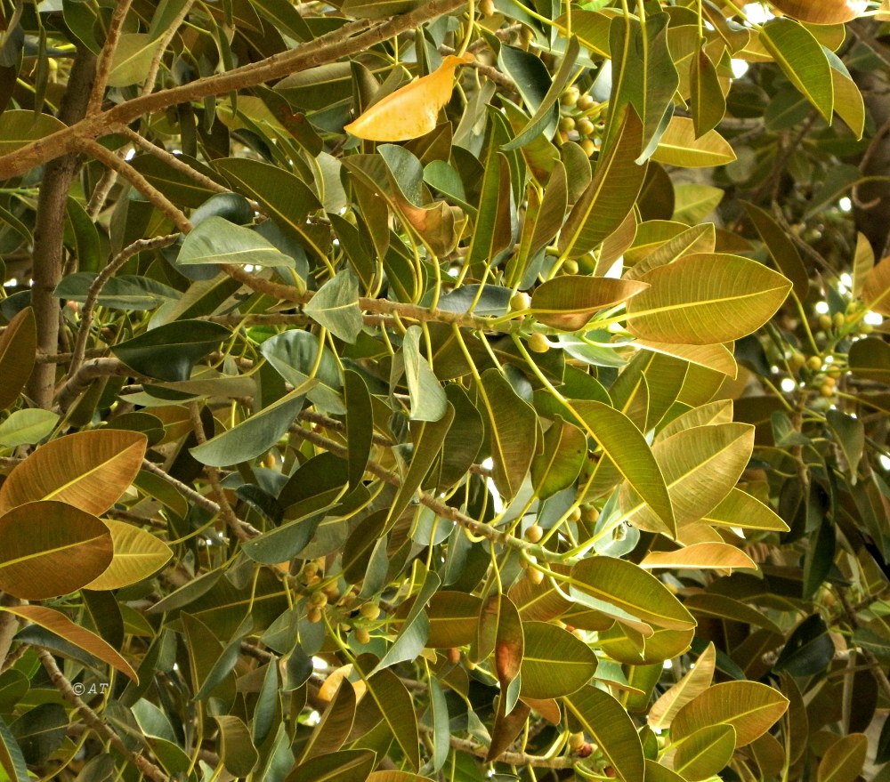 Изображение особи Ficus macrophylla.