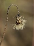 genus Pilosella