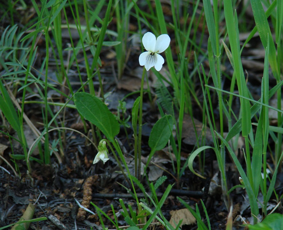 Изображение особи Viola patrinii.