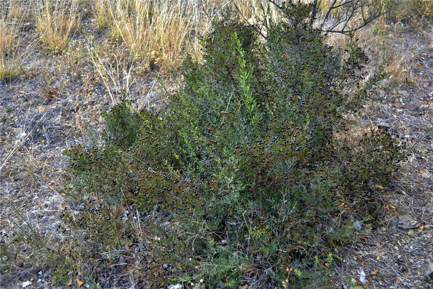 Image of Jasminum fruticans specimen.