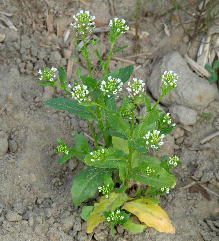 Image of Thlaspi arvense specimen.