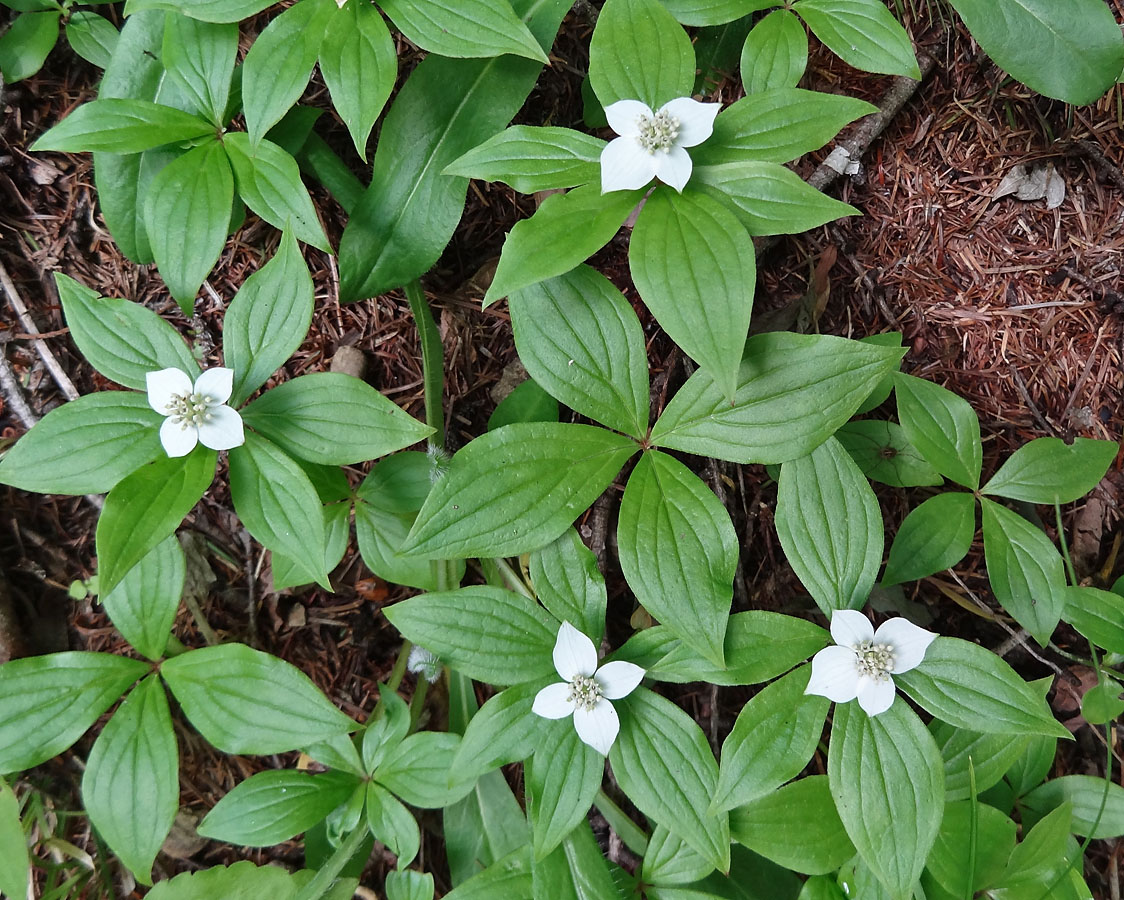 Изображение особи Chamaepericlymenum canadense.