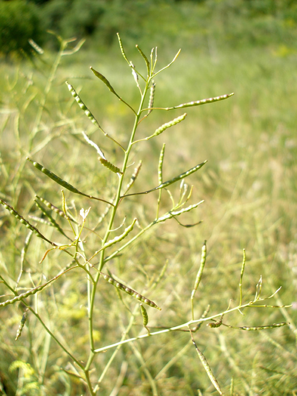 Изображение особи Erucastrum armoracioides.