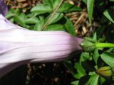 Ipomoea cairica