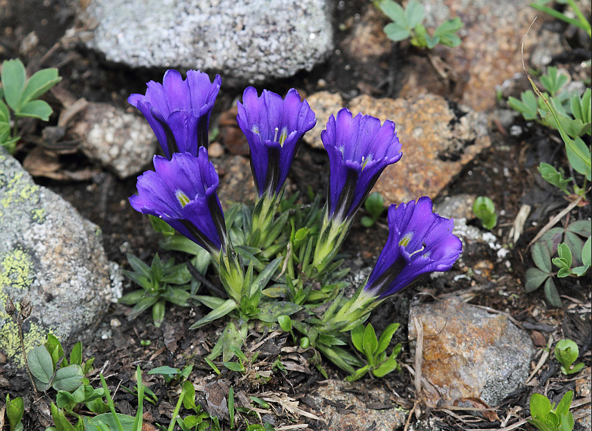 Изображение особи Gentiana grandiflora.