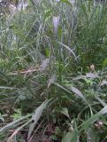 Centaurea salicifolia