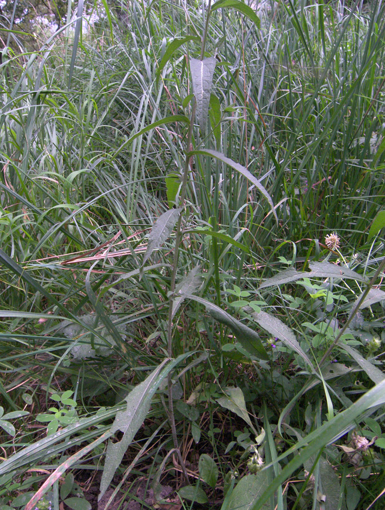 Image of Centaurea salicifolia specimen.