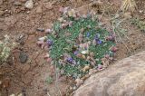 Oxytropis ampullata